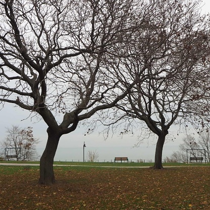 trees surrounded by the leaves that they have lost, with empty park benches overlooking the lake
