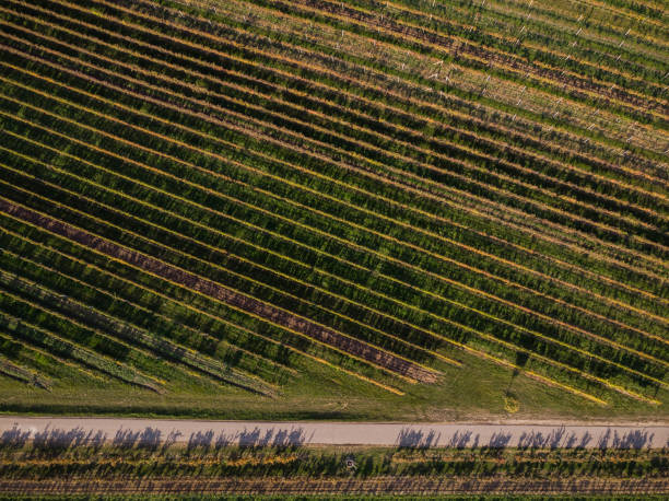 istock Rural road in vineyards, drone view from above 1067461988