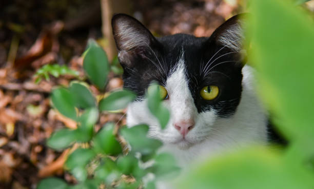 istock Portrait of cat with green leaf foreground 1067462212