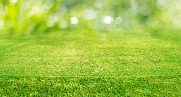 istock Green outdoor bokeh 1067462266