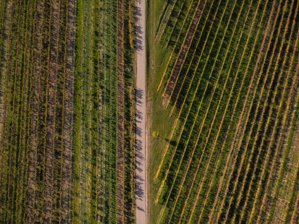 istock Rural road in vineyards, drone view from above 1067463264