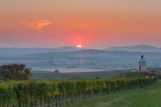 istock Sunrise over vineyards and coutryside in Moravia 1067463640