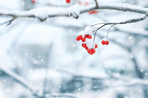 Snowy red rowan Background with a mountain ash cluster in snow icicle photos stock pictures, royalty-free photos & images