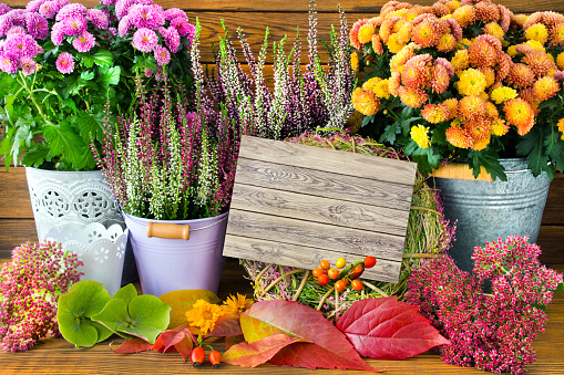 Autumn decorations  -  Flowers against wooden background