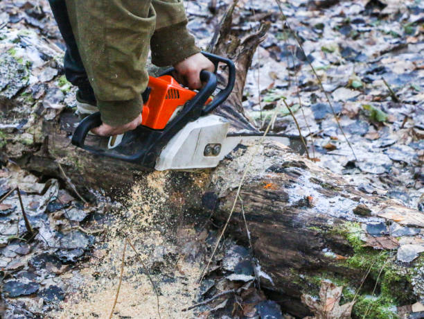 istock Woodcutter saws tree with chainsaw in forest. A woodcutter's hand with a chainsaw saws off a branch, shavings and sawdust from sawing fly apart. 1067470456
