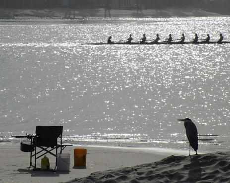 An empty chair sits on the sand along with a crowned heron bird who is watching a boat of rowers exercising on the bay.