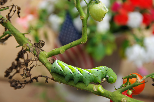 Hornworm eating garden tomato plants