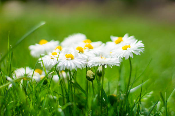 Daisies on the lawn among the green grass