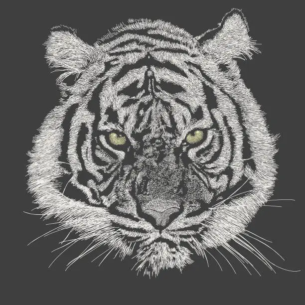 Vector illustration of Tiger Face