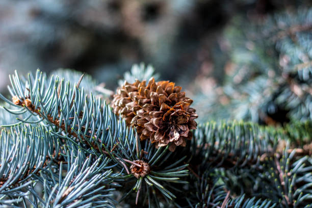 istock Cone on a branch of blue spruce 1067473870