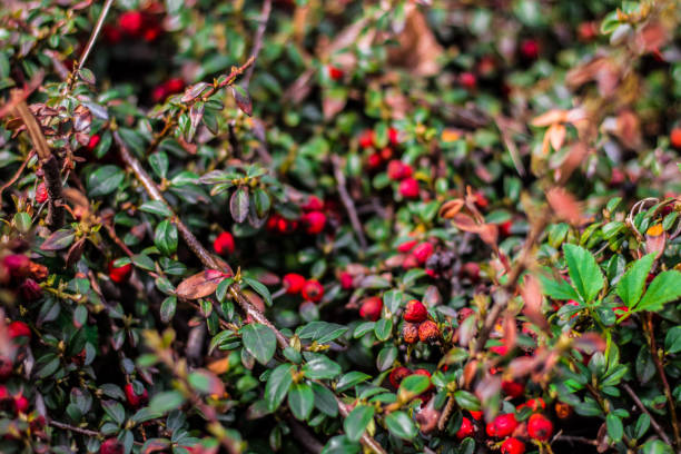 Juicy green Ilex vomitoria with red berries