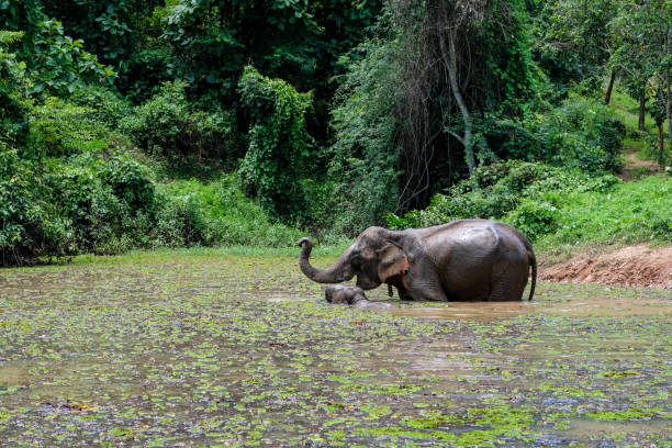 słoń w laosie - eco turism zdjęcia i obrazy z banku zdjęć