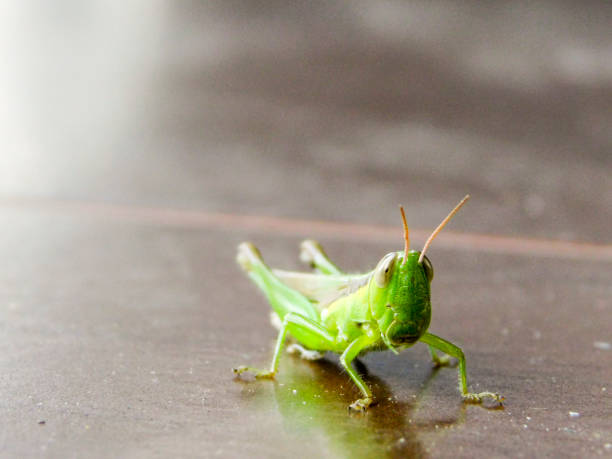 grasshopper focus - locust epidemic grasshopper pest imagens e fotografias de stock
