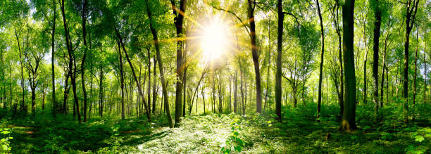 istock Idyllic forest at sunrise 1067474760