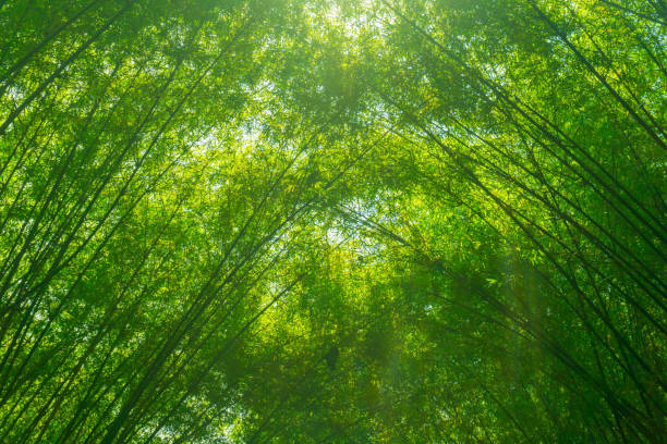 natural green bamboo background