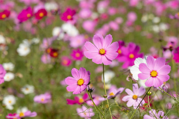 istock Cosmos flower, Ibaraki, Japan 1067478180
