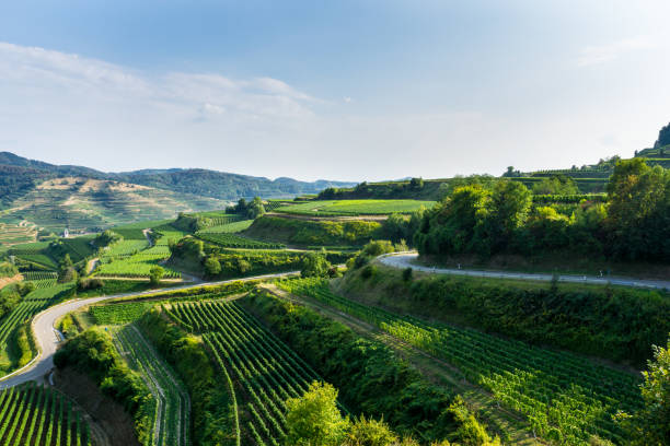 Germany, Typical terraces vineyard nature landscape of Kaiserstuhl region stock photo