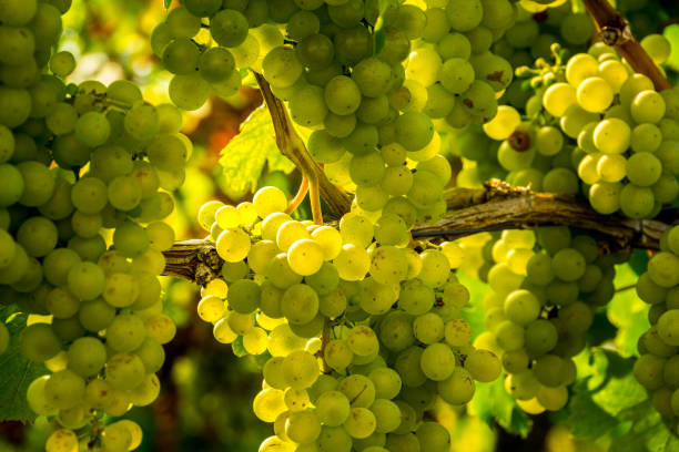 istock Germany, perfect golden ripe grapevine in warm sun light in a vineyard 1067482974