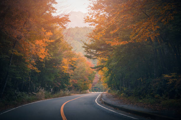 istock The road passing between the trees with autumn foliage. 1067485578