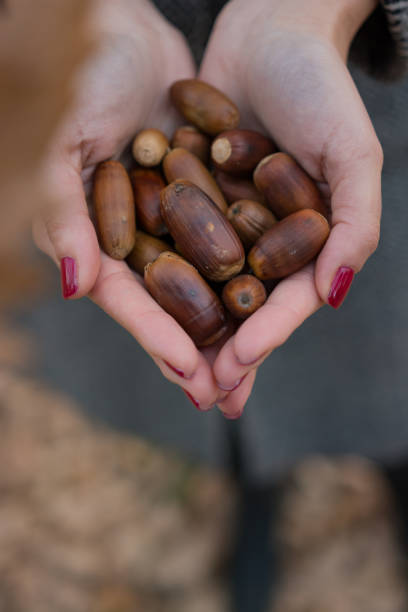 istock Young Woman Holding Acorns in Hands 1067489316