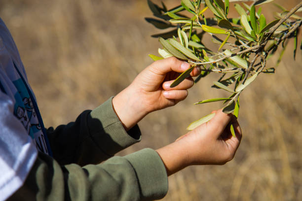 istock child Selecting the best olives from the tree 1067489848