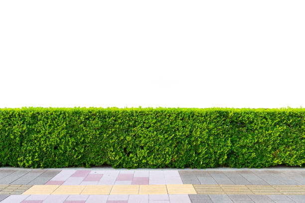 istock Green hedge or Green Leaves Wall on isolated 1067491748