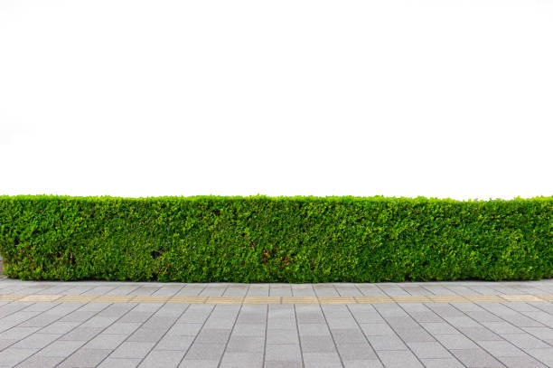 istock Green hedge or Green Leaves Wall on isolated 1067491766
