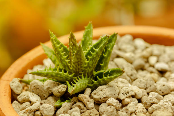 Aloe squarrosa is a species of plant in the genus Aloe, from the island of Socotra, Yemen.