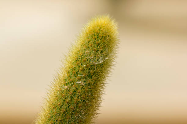 istock Cleistocactus winteri in beautiful nature. 1067494868