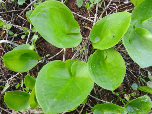 Arisarum Vulgare Closeup view of a Arisarum Vulgare  plant, growing in north of morocco arisarum vulgare stock pictures, royalty-free photos & images