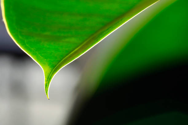 istock Close up of green leaf texture 1067497196