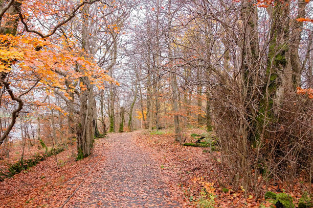 istock Autumnal Colours in Scotlands Forrests 1067499412