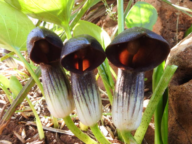Arisarum Vulgare Closeup view of a Arisarum Vulgare  flower, growing in north of morocco arisarum vulgare stock pictures, royalty-free photos & images