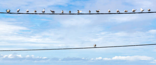 Individuality symbol, think out of the box, independent thinker concept as a group of pigeon birds on a wire with one individual in opposite direction stock photo