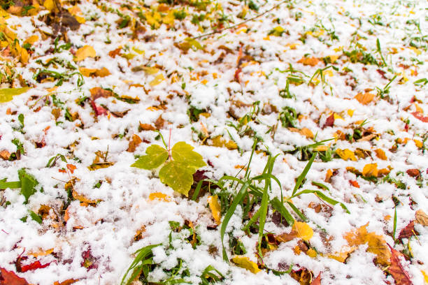 istock the first snow on the grass and fallen leaves 1067505012