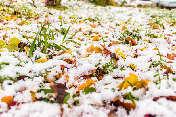 istock the first snow on the grass and fallen leaves 1067505028