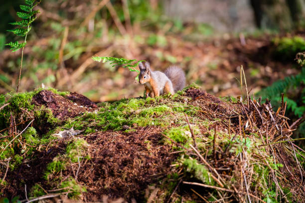 A wild red squirrel in Scottish woodland on an autumn morning