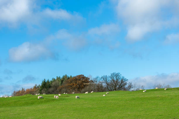 istock Small flock of sheep in Scotland 1067506026