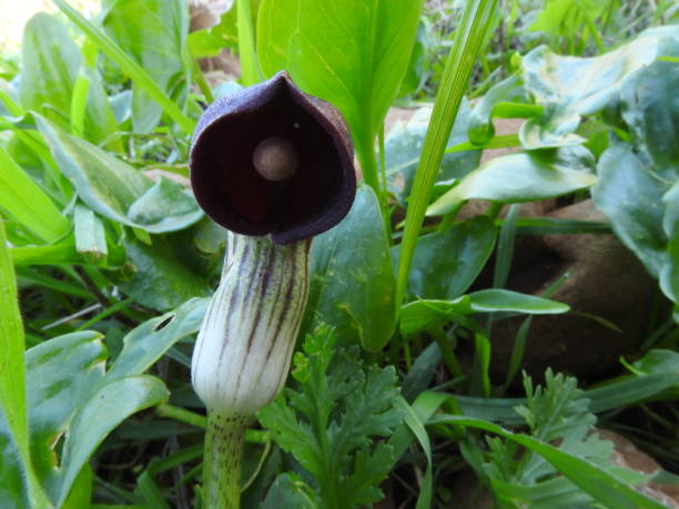 Arisarum Vulgare Closeup view of a Arisarum Vulgare  flower, growing in north of morocco arisarum vulgare stock pictures, royalty-free photos & images