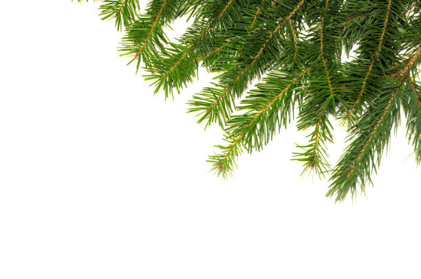 istock Christmas background with fir tree on white background. Xmas background 1067507634