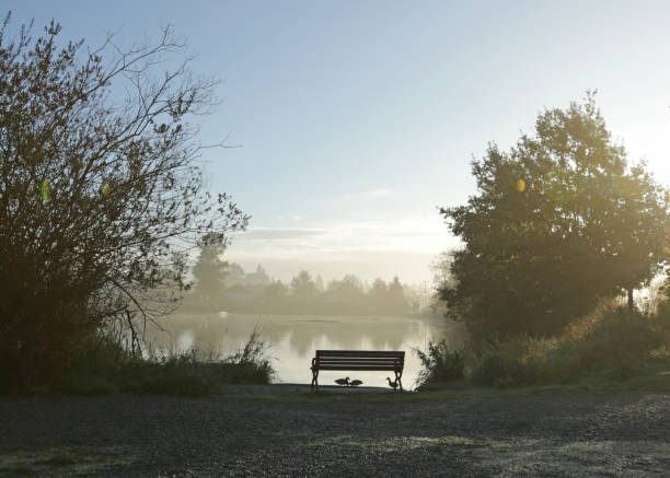 Mallard ducks feed under a bench in the morning fog. Rural British Columbia, Canada in autumn.