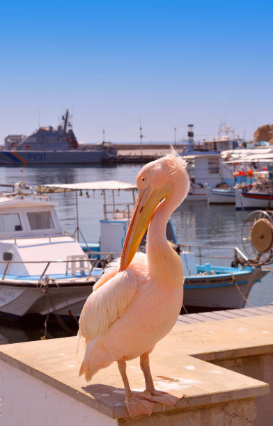 istock Pink pelican in Paphos Harbour 1067509782