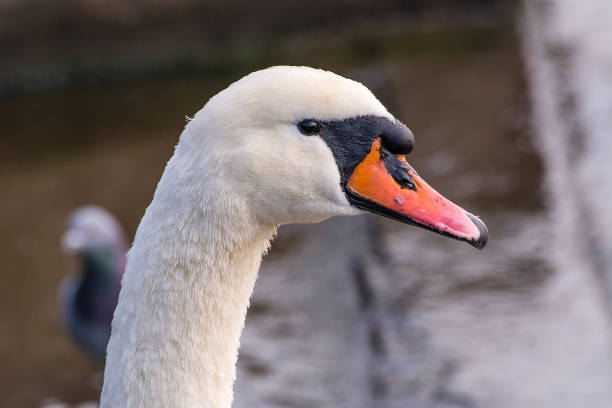 istock Portrait of swan 1067514950