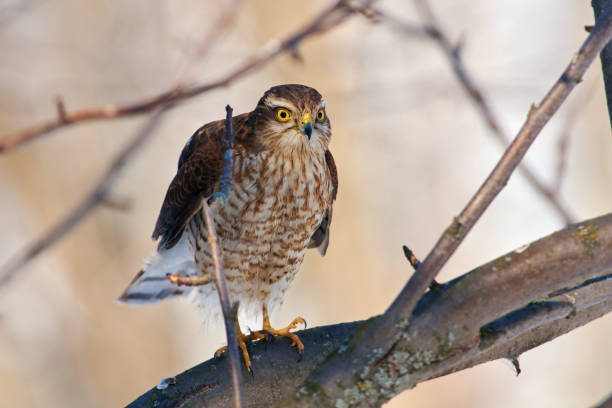 istock Eurasian sparrowhawk (Accipiter nisus) is preparing for a new attack on the defenseless victim. 1067515462