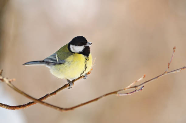 istock Great tit (Parus major) sits on the tip of a thin branch, its beak is covered with snow. 1067515556