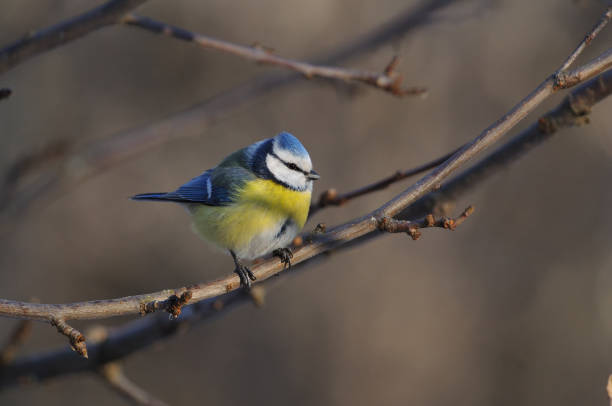 istock The Eurasian blue tit (Cyanistes caeruleus) sits on a branch between the apple buds (flew to the feeder). 1067515592
