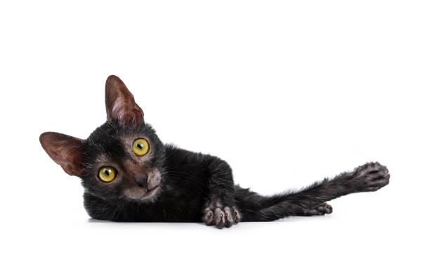 かわいい若い lykoi/狼猫子猫を敷設し、黄色の大きな目でカメラ目線します。白い背景上に分離。 - white domestic cat kitten young animal ストックフォトと画像