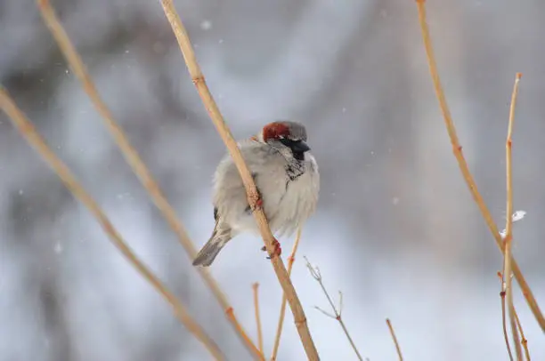 House sparrow (Passer domesticus) sits on a stalk under the falling snow.