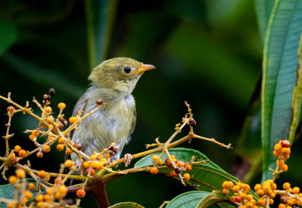 istock A female Golden-headed Manakin perched in a Miconia Tree 1067517968