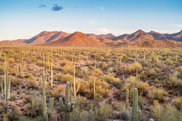 istock Saguaro National Park Arizona USA 1067520064